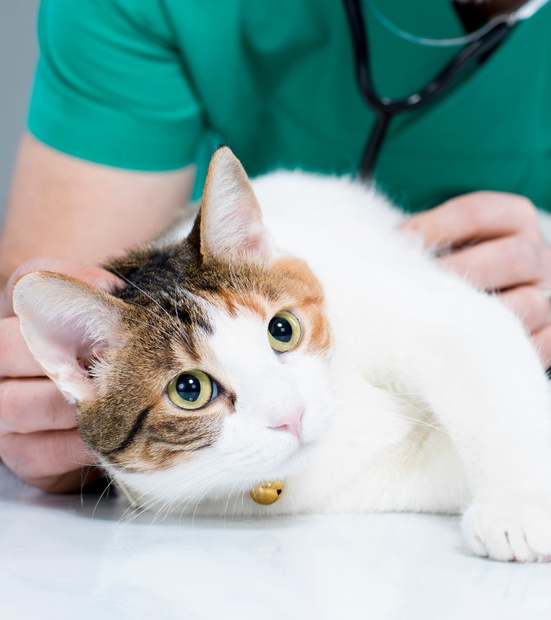 Diag A cat rests on a table while a person holds a stethoscope