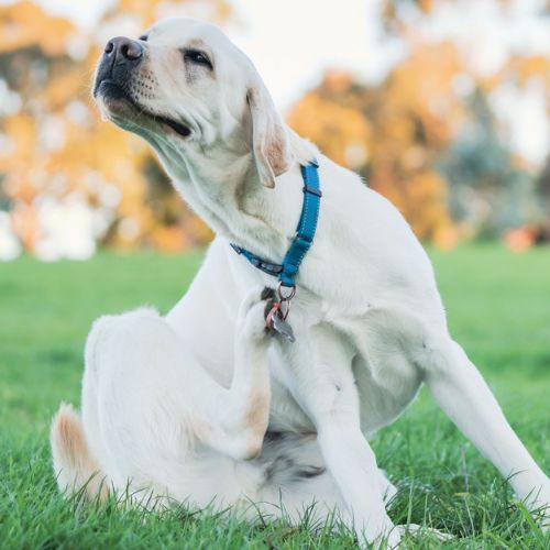 A white dog sitting on green grass