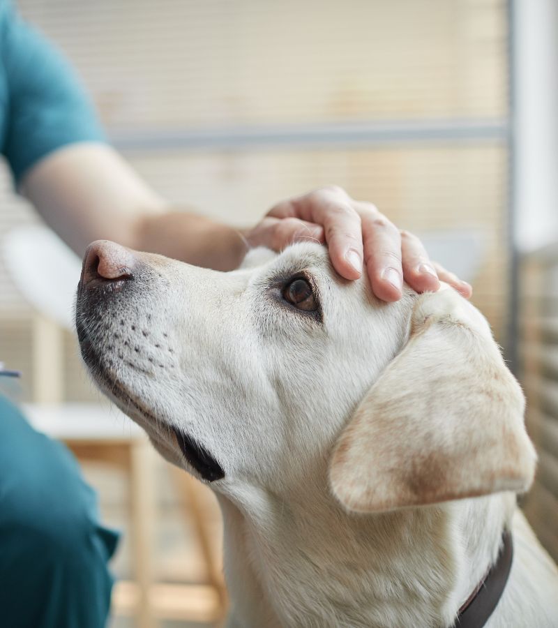 img- A dog is receiving a check-up from a veterinarian