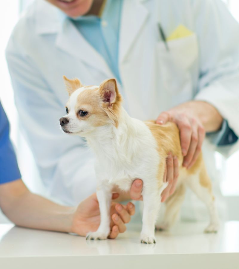img-2 A woman holds a small dog as a veterinarian examines the pet