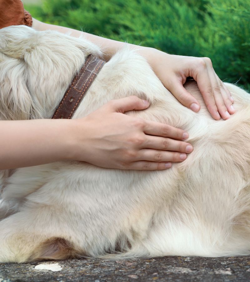 skin A woman gently petting a dog