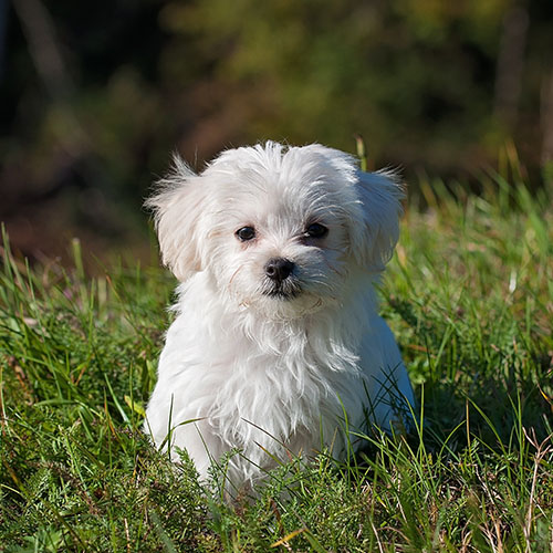 Dog sitting on the grass